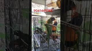 നല്ല രീതിയിൽ സംസാരിക്കുന്ന തത്തകൾ lorikeet lorikeet lory swainson parrot tamed redcollerd [upl. by Pavier]