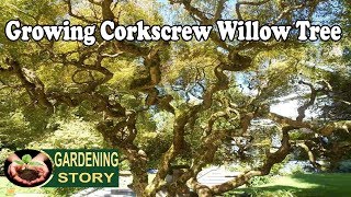 How To Grow A Corkscrew Willow Tree [upl. by Durtschi]