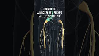 Anatomy series12  Sciatic Nerve anatomy 3D animation shorts [upl. by Brendis]