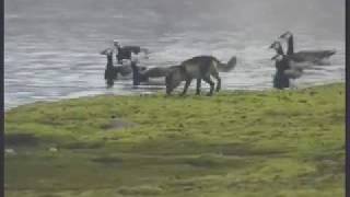 Arctic Fox and Barnacle Goose at Svalbard [upl. by Latrena]