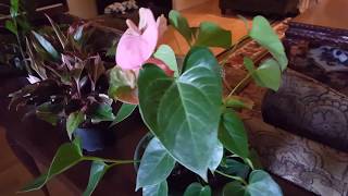 How to take care of an Anthurium Plant  Donna Joshi [upl. by Aicetel]