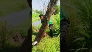 Why did they cut the tree🤔Wait for end😆😂funny comedy reels shortsyoutube shortsvideo [upl. by Atnoved385]