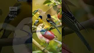 Amazing beautiful Birds 🐦🐦 viralshort viralvideo youtubeshorts shorts birds [upl. by Ateekahs]