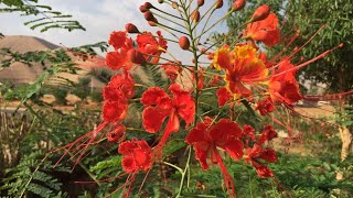 شجيرة سيسلبينيا ، زهرة الطاووس Caesalpinia pulcherrima Caesalpiniaceae [upl. by Narik229]