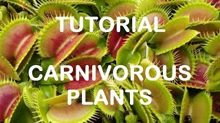 Come Rinvasare Piante Carnivore Tutorial 4K [upl. by Iand372]