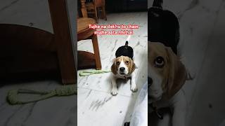 Tujhe na dekhu to chain mujhe aata nhi hai trending ytshots beagle cute pets animals [upl. by Ariaes]