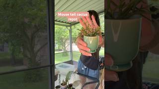 mouse tail cactus repot 🌵 cactus cactussucculents succulents repotting repottingplants [upl. by Leyes]