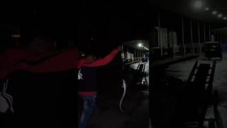 Night out kaam 25 shorts trending fishing vaam seasnake catfish [upl. by Haneehs]