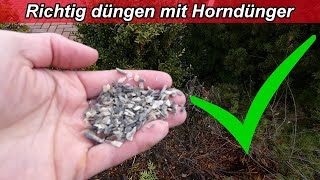 Hornspäne Dünger Anwendung  Hornmehl richtig düngen  Wann wie oft dosieren für welche Pflanzen [upl. by Krein]