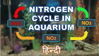 Nitrogen Cycle in Aquarium  Biological Filtration basics in HINDI  Beginners Aquarium Guide 3 [upl. by Ecirtnas]