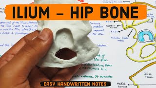 Ilium anatomy  Hip bone  Easy handwritten notes  3d model humananatomyinhindi hipbone [upl. by Recha]