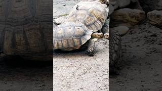 Turtle crawls to partner turtle crawl [upl. by Yltnerb]