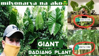 Giant Badjang plantElephant earAlocasia in the wild Philippines [upl. by Willett]