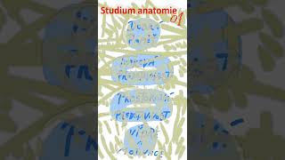 19 Studium anatomie01 anatomie biologie maturita [upl. by Bixby678]