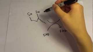 Pyruvate Dehydrogenase Complex PDC Lec [upl. by Ayotol]