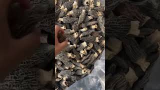 Dried Morel 24cm 46cm 68cm Premium Quality Wholesale [upl. by Alleb429]