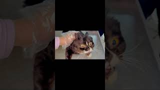 Treating a Vomiting Cat  What to Do When Your Cat Is Angry and Sick [upl. by Devi162]