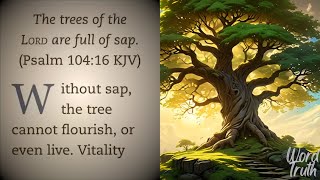 Gods Trees of Life It is vital to have Christ in our life [upl. by North22]