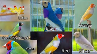 gouldian finch price in pakistan 2024  latest update full information  How much is Price running [upl. by Laddie202]