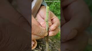 Grafting plants very easy grafting [upl. by Yrehc726]