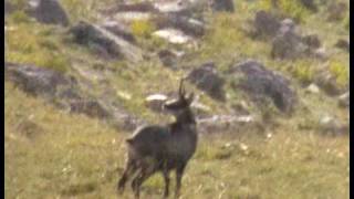 HUNTING SHEEP  chasse au mouflon [upl. by Abigail]