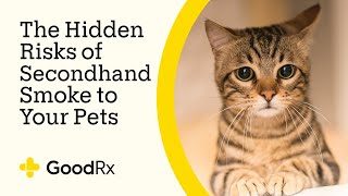 The Hidden Risks of Secondhand Smoke to Your Pets  GoodRx [upl. by Barnum898]