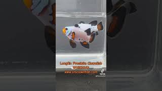 ⚡️Longfin Frostbite Clownfish Pair⚡️WYSIWYG⚡️clownfish arsclownfish [upl. by Heim]