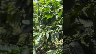 Finca La Concordia cafedefinca coffee coffeefarming cafe nature mexico short fincarife [upl. by Sanfo919]