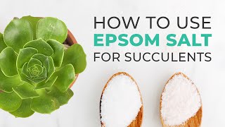 SUCCULENT CARE TIPS  HOW TO USE EPSOM SALT TO FERTILIZE amp ENCOURAGE YOUR SUCCULENTS TO BLOOM [upl. by Helse]