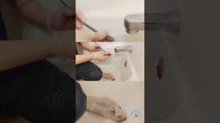 How to reconnect the popup rod to a bathroom vanity sink after disassembling for an unclog [upl. by Dlaregztif]