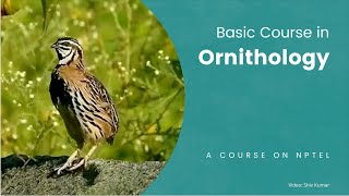 Basic Course in Ornithology [upl. by Elvie882]