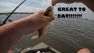 Catching Croakers and Channel Catfish in the Louisiana Marsh and Swamp [upl. by Eiser249]