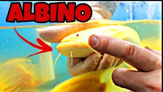 YOU DON’T WANT TO MISS THIS UNBOXING  NEVER SEEN THESE FISH BEFORE [upl. by Sopher]