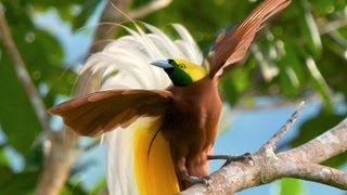 Lesser BirdofParadise [upl. by Tessi]