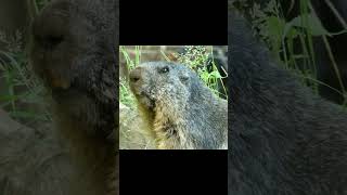 Dramatic Marmot  Cute and Funny Marmot shorts hamsters funnyvideo [upl. by Hamachi]