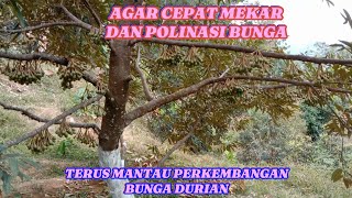 UPDATE PERKEMBANGAN POHON DURIAN SEDANG BERBUNGA LEBAT [upl. by Liam]