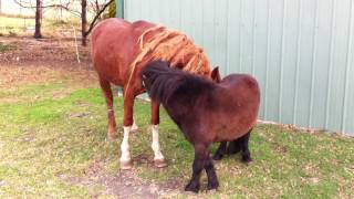 Two stallions socialising [upl. by Troxell]