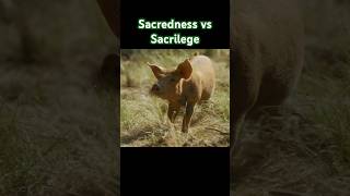 Joel Salatin on the sacredness of treating animals as created beings farming pigs joelsalatin [upl. by Mateo]