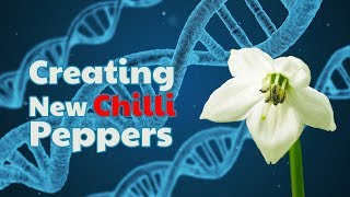 Cross pollinating chilli peppers and the birth of a new chilli variety [upl. by Bozuwa355]