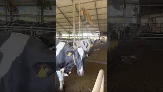 How is work Cows Farm Cows Dairy Farm farm cow cows calf [upl. by Adnaloj994]