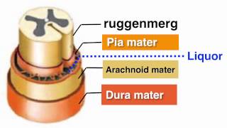 Ruggenmerg medulla spinalis [upl. by Duntson213]