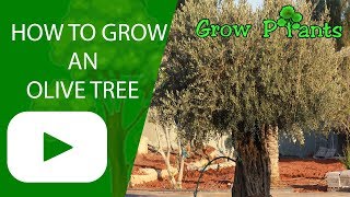 How to grow an olive tree [upl. by Karleen]