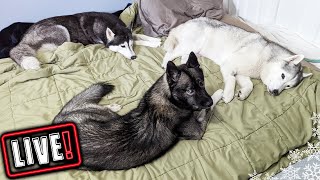 🔴 Husky Hang Out In Recovery Room Live [upl. by Angeli]