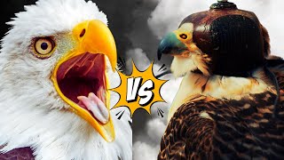 PEREGRINE FALCON vs BALD EAGLE Whos is the better HUNTER [upl. by Watson]