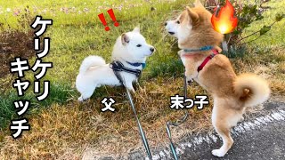 父柴犬の蹴り上げる草キャッチにハマった巨体柴犬笑太郎が可愛いw [upl. by Yhotmit]