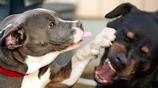 Doberman Pinscher vs Pitbull A showdown of two fierce breeds [upl. by Klump197]