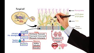 Pharmacology – ANTIFUNGAL DRUGS MADE EASY [upl. by Terrance919]