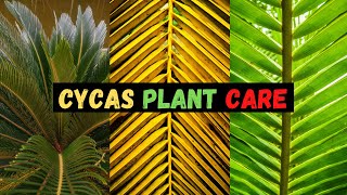 Cycas Plant Care  Sago Palm  Care Tips amp Fertiliser  cycas revoluta [upl. by Nehtanhoj]