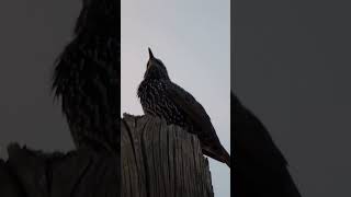 Common Starling Singing [upl. by Turoff435]