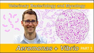 Aeromonas Plesiomonas and Vibrio Part 1  Veterinary Bacteriology and Mycology [upl. by Odnalra]